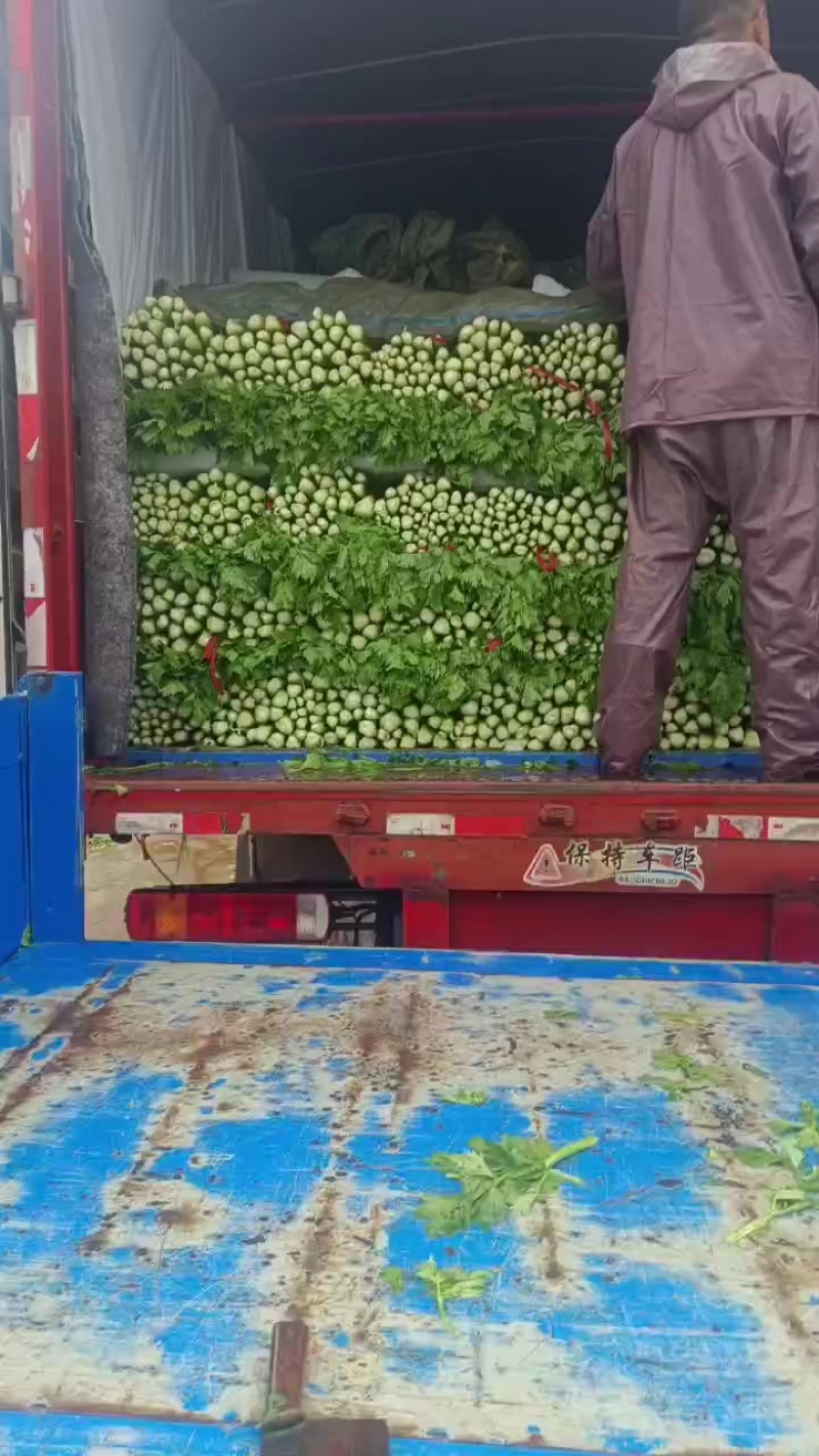 河南黄心白菜大量现货供应（地头直发）可视频看货代发全国