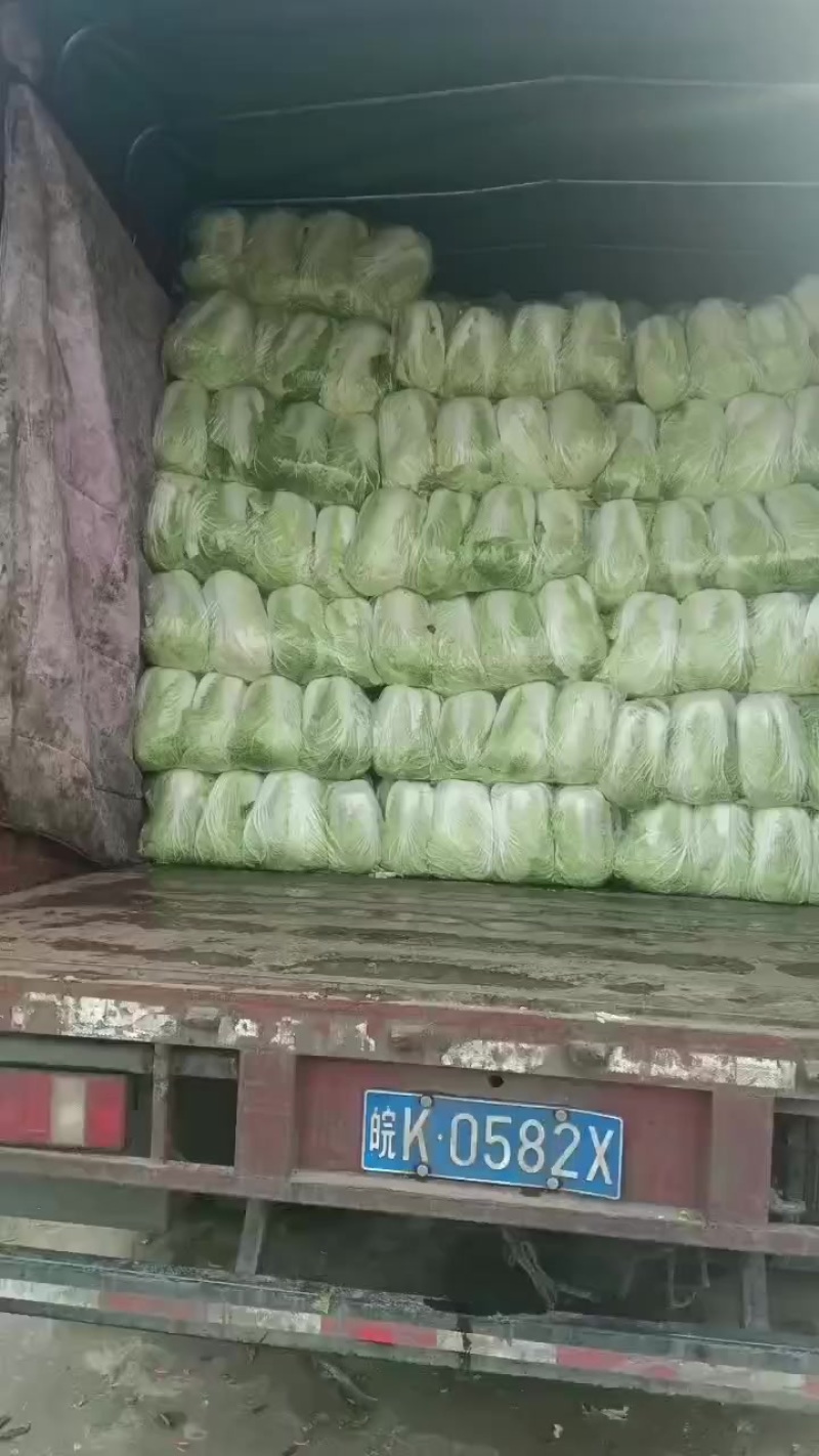 河南黄心白菜大量现货供应（地头直发）可视频看货代发全国