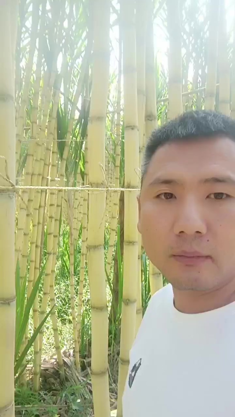精品云南黄金甘蔗，品质保证，价格优惠，产地直发，专业团队