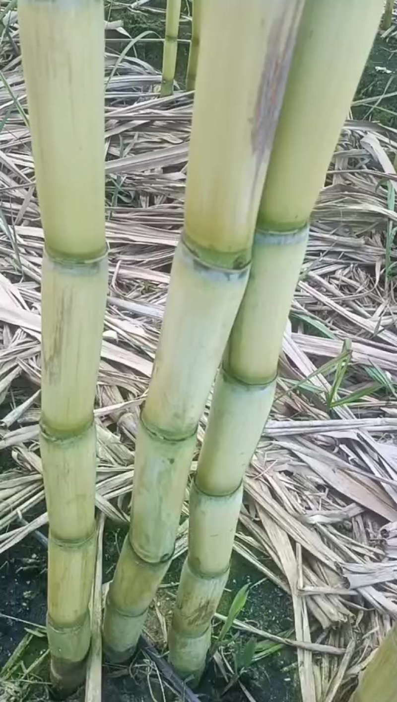 精品云南黄金甘蔗，品质保证，价格优惠，产地直发，专业团队