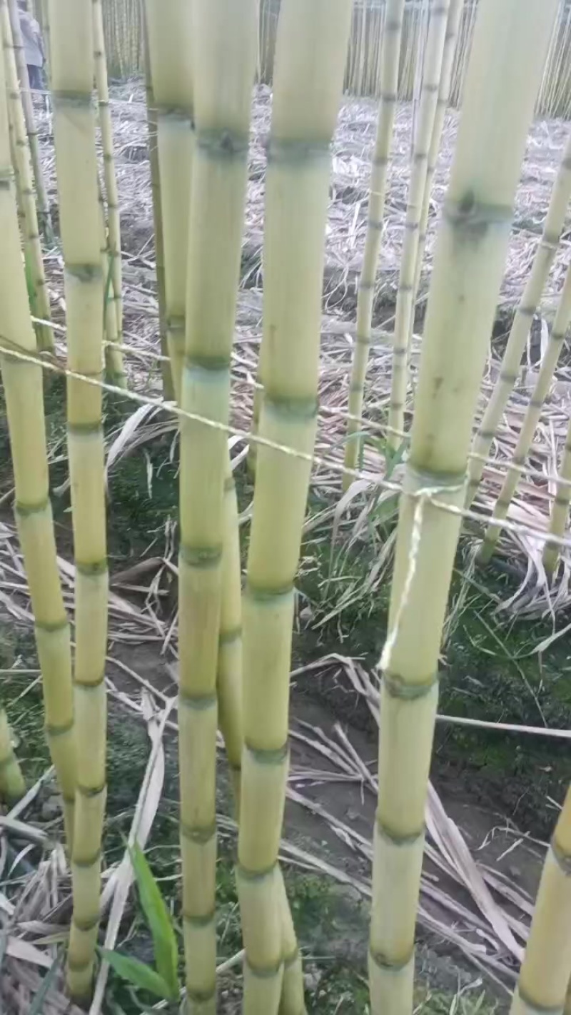精品云南黄金甘蔗，品质保证，价格优惠，产地直发，专业团队