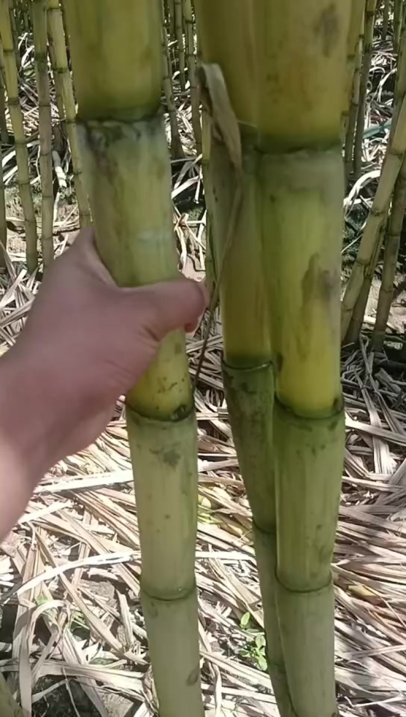 精品云南黄金甘蔗，品质保证，价格优惠，产地直发，专业团队