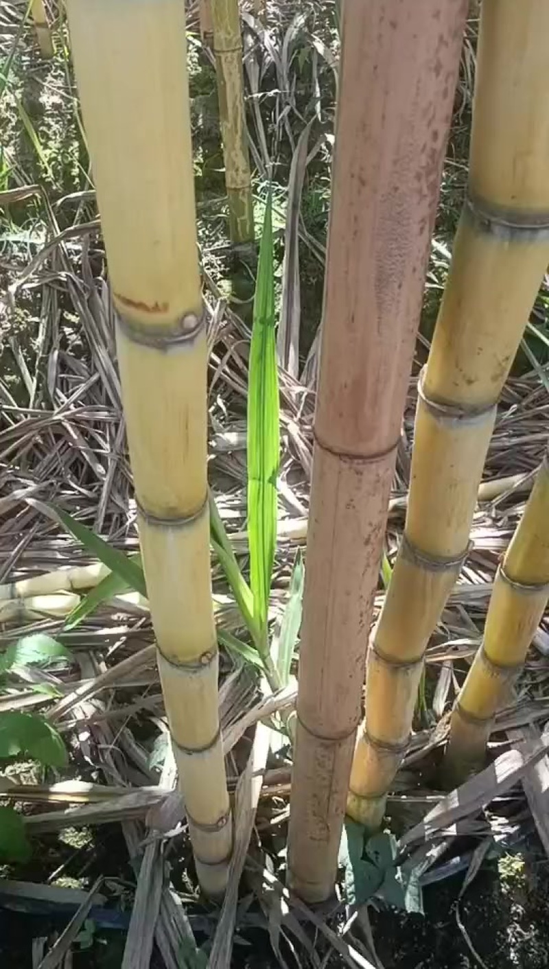 精品云南黄金甘蔗，品质保证，价格优惠，产地直发，专业团队