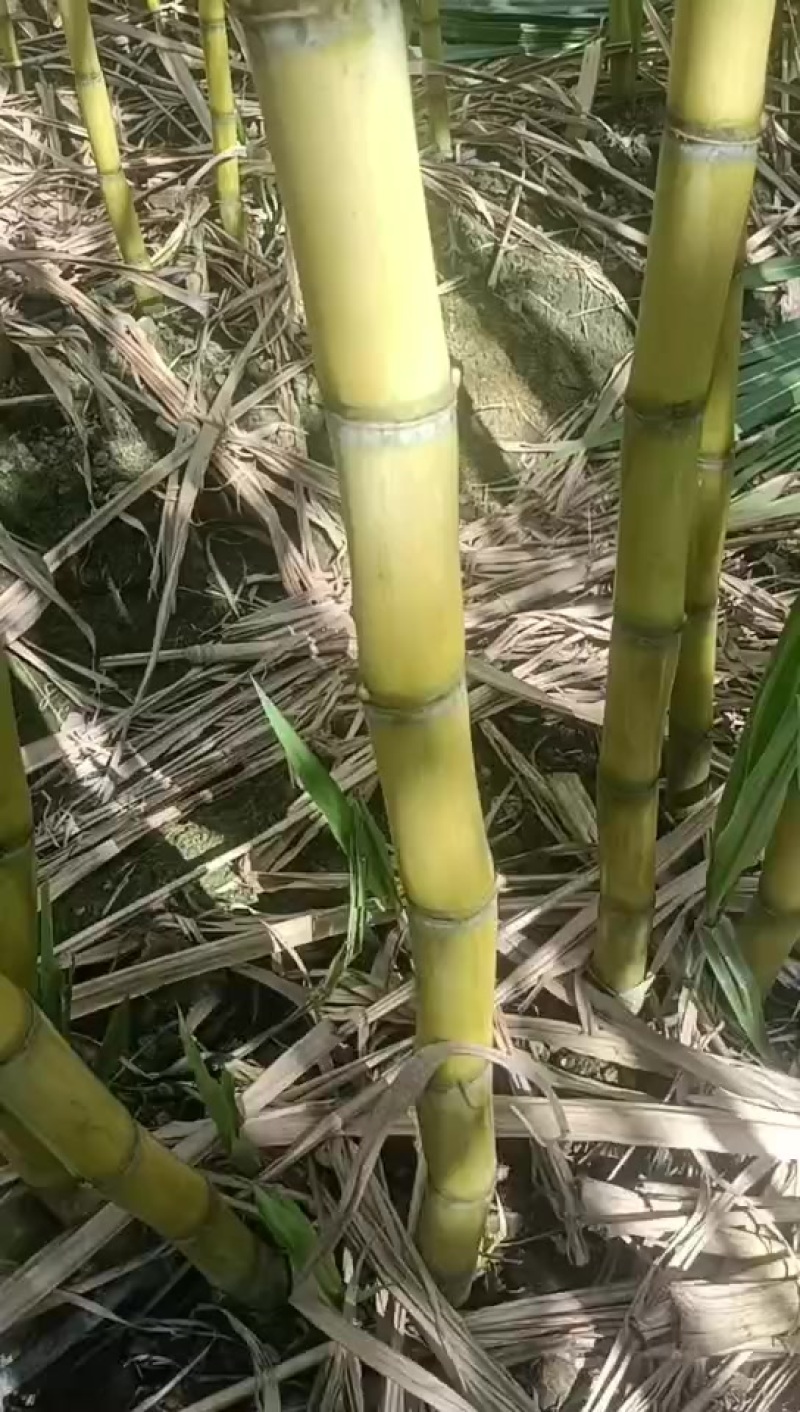 精品云南黄金甘蔗，品质保证，价格优惠，产地直发，专业团队