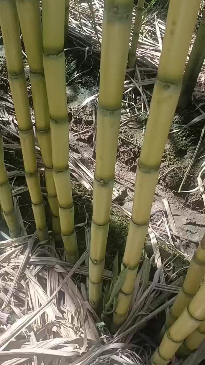 精品云南黄金甘蔗，品质保证，价格优惠，产地直发，专业团队
