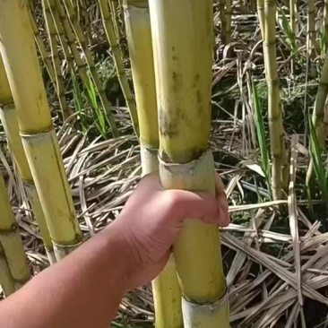 精品云南黄金甘蔗，品质保证，价格优惠，产地直发，专业团队