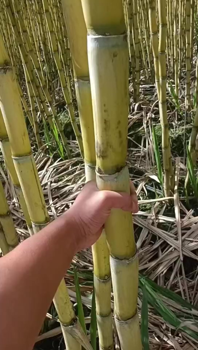 精品云南黄金甘蔗，品质保证，价格优惠，产地直发，专业团队