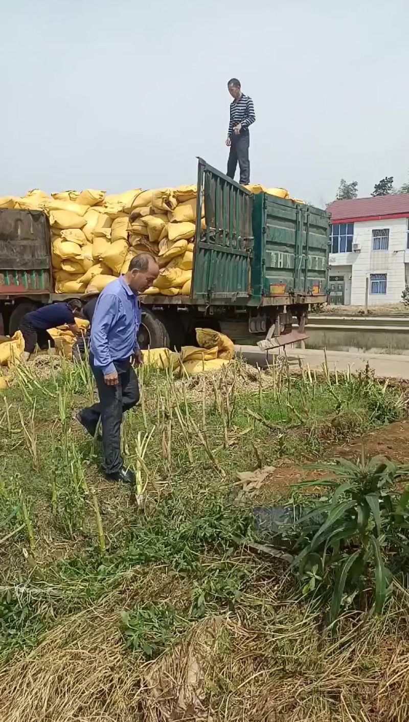 鸡粪有机肥大量现货包装车欢迎电话联系。