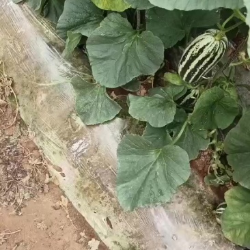 陕西渭南博洋甜瓜，大量上市一手货源，视频看货全国发货