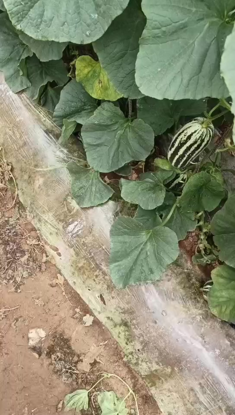 陕西渭南博洋甜瓜，大量上市一手货源，视频看货全国发货