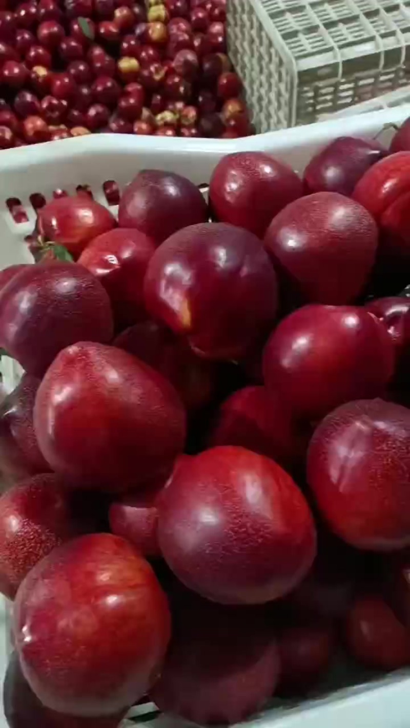 精品中油4号油桃大量上市，货源充足！
