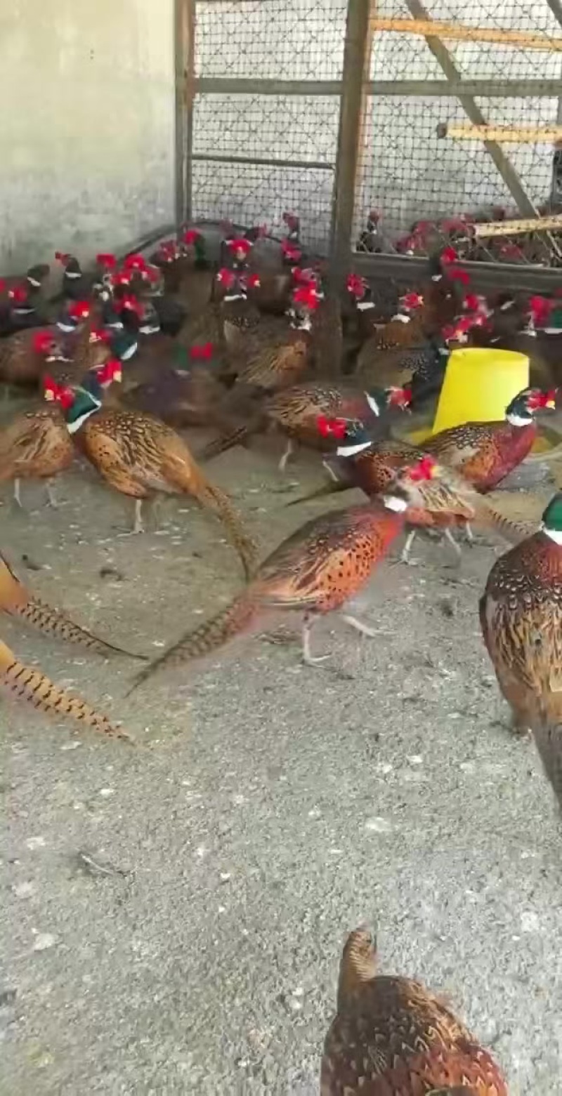山东通利达养殖场驯养山鸡基地直发提供养殖技术指导