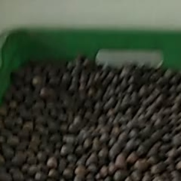 湘莲一级干莲子