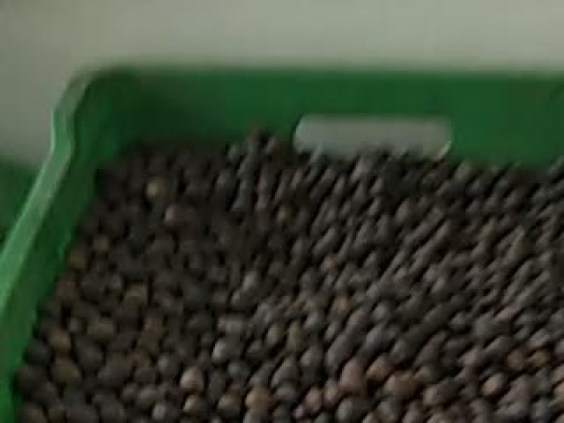 湘莲一级干莲子