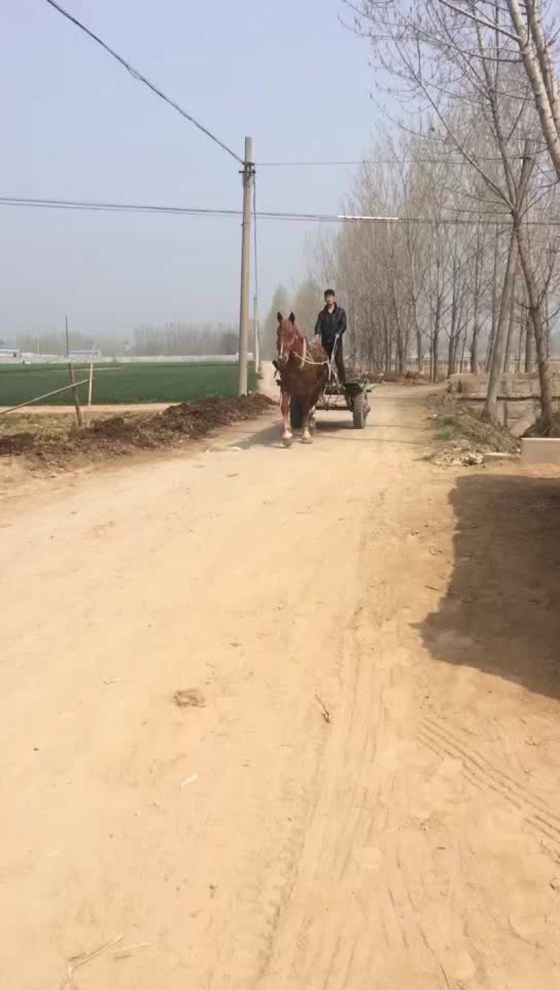 蒙古马200~300kg