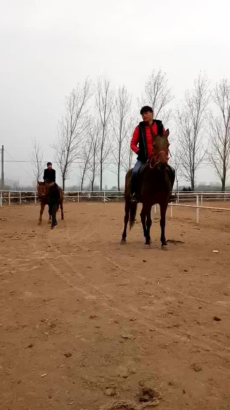 蒙古马200~300kg
