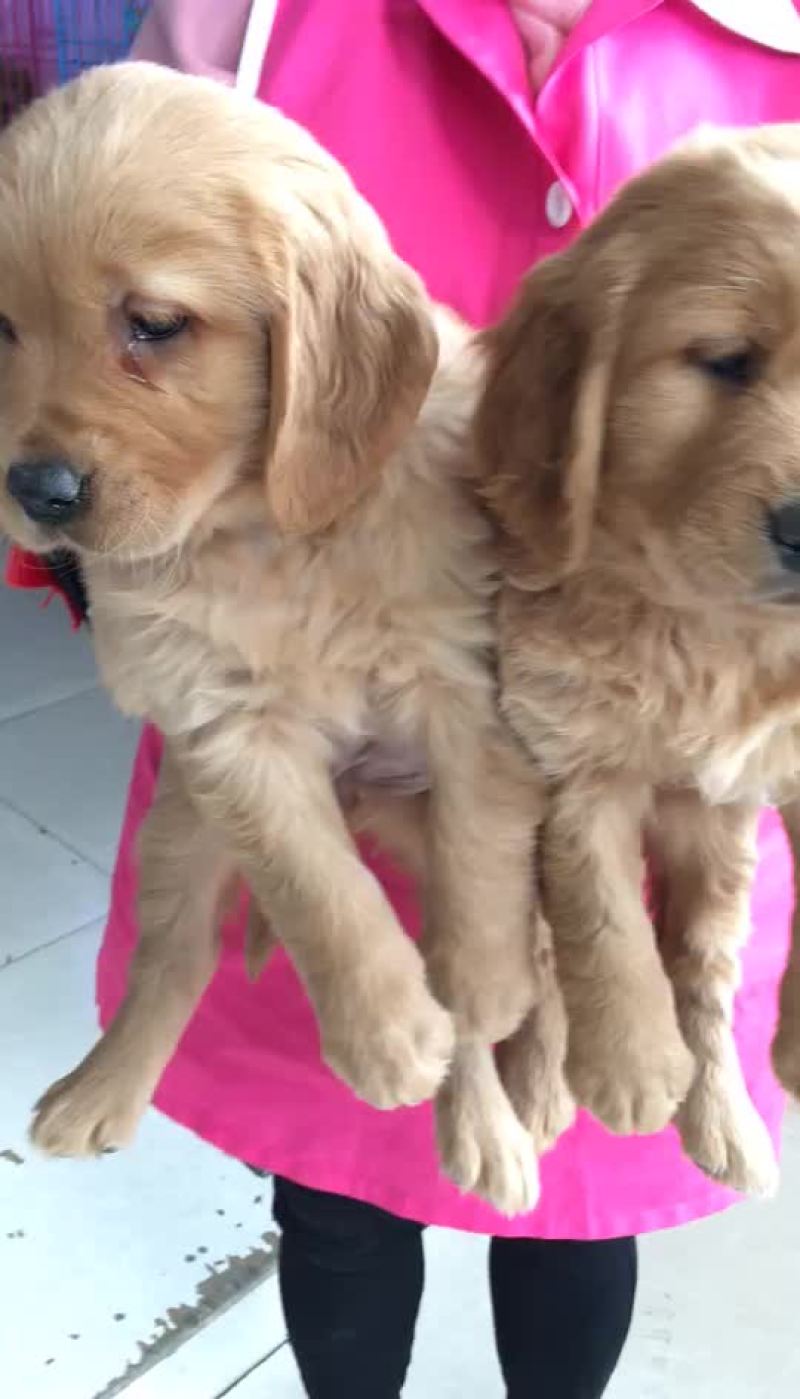 宠物狗母