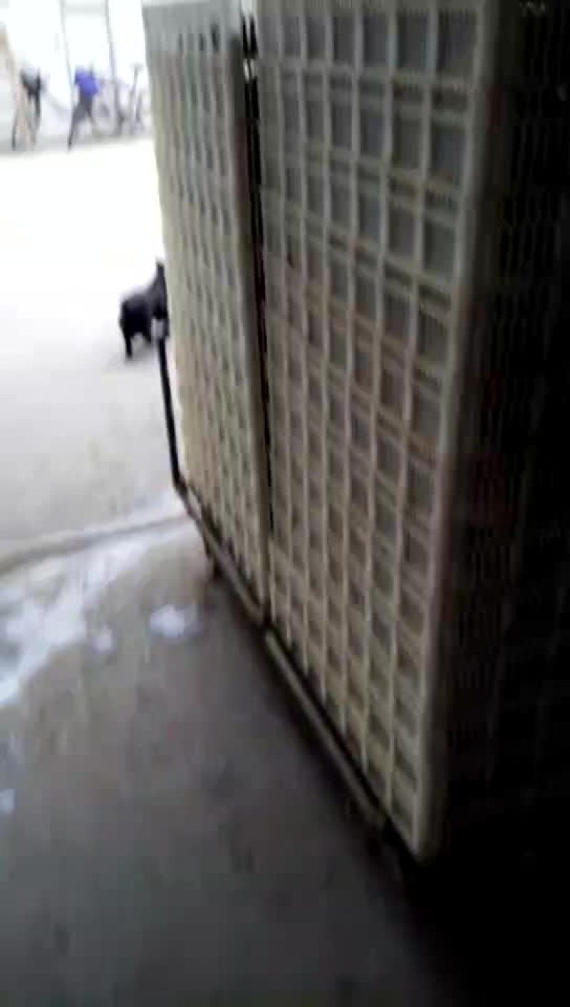 鹌鹑苗统货