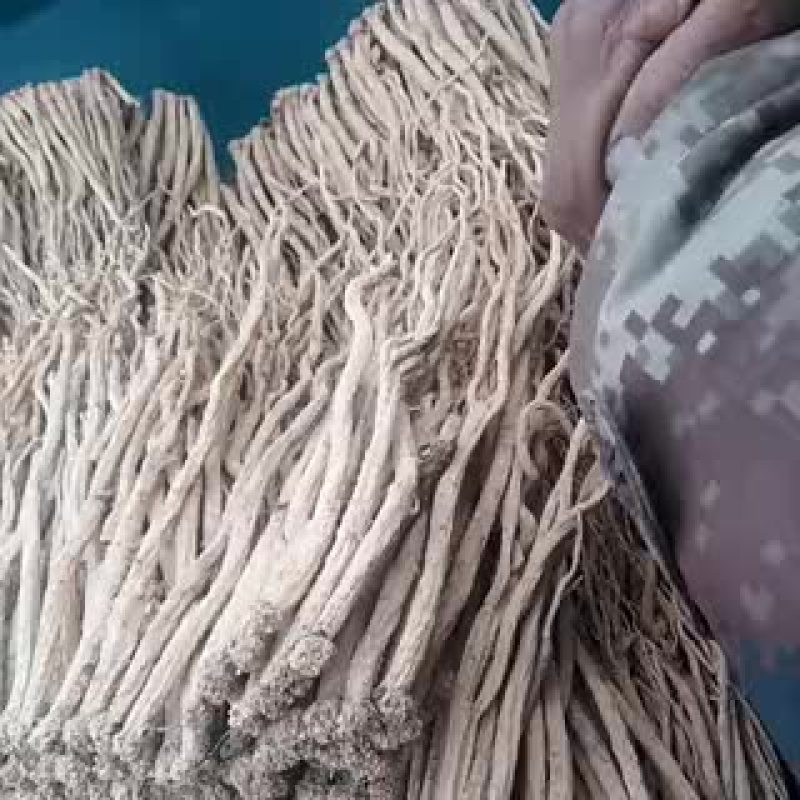 白条党参干货大条