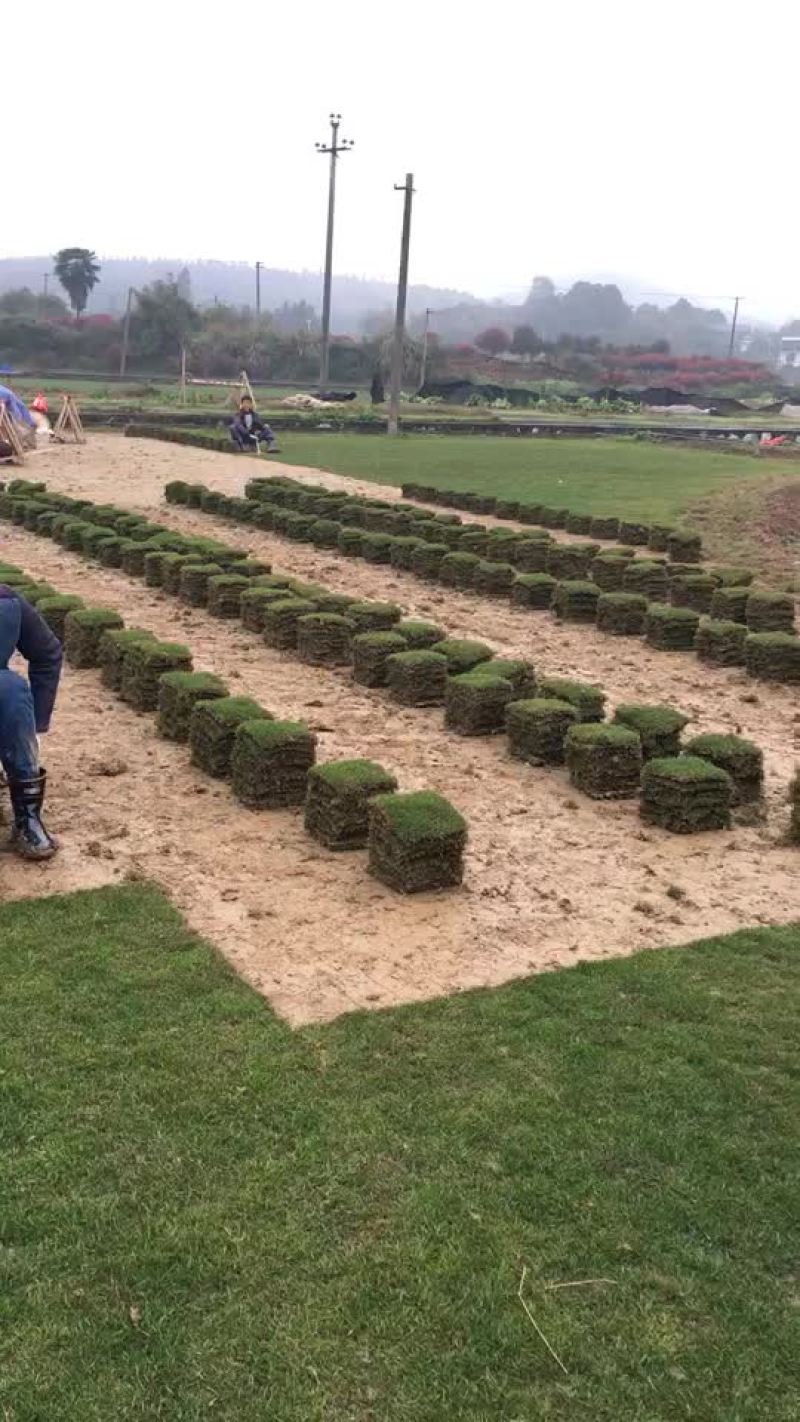 广东马尼拉草坪，福建马尼拉卷草