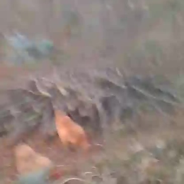 走地鸡散养土鸡2~3斤
