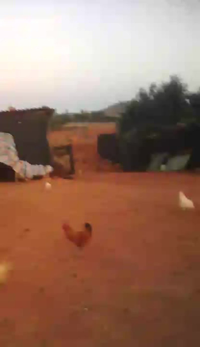 走地鸡散养土鸡2~3斤
