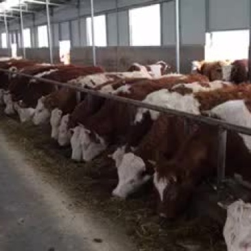 利木赞牛犊300~400kg