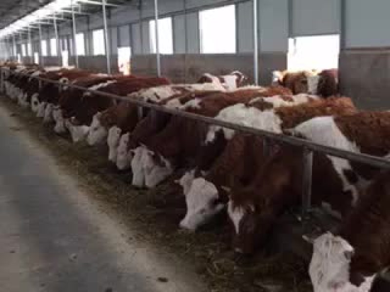 利木赞牛犊300~400kg