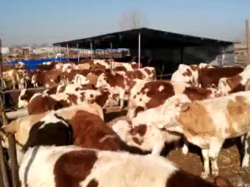 利木赞牛犊300~400kg