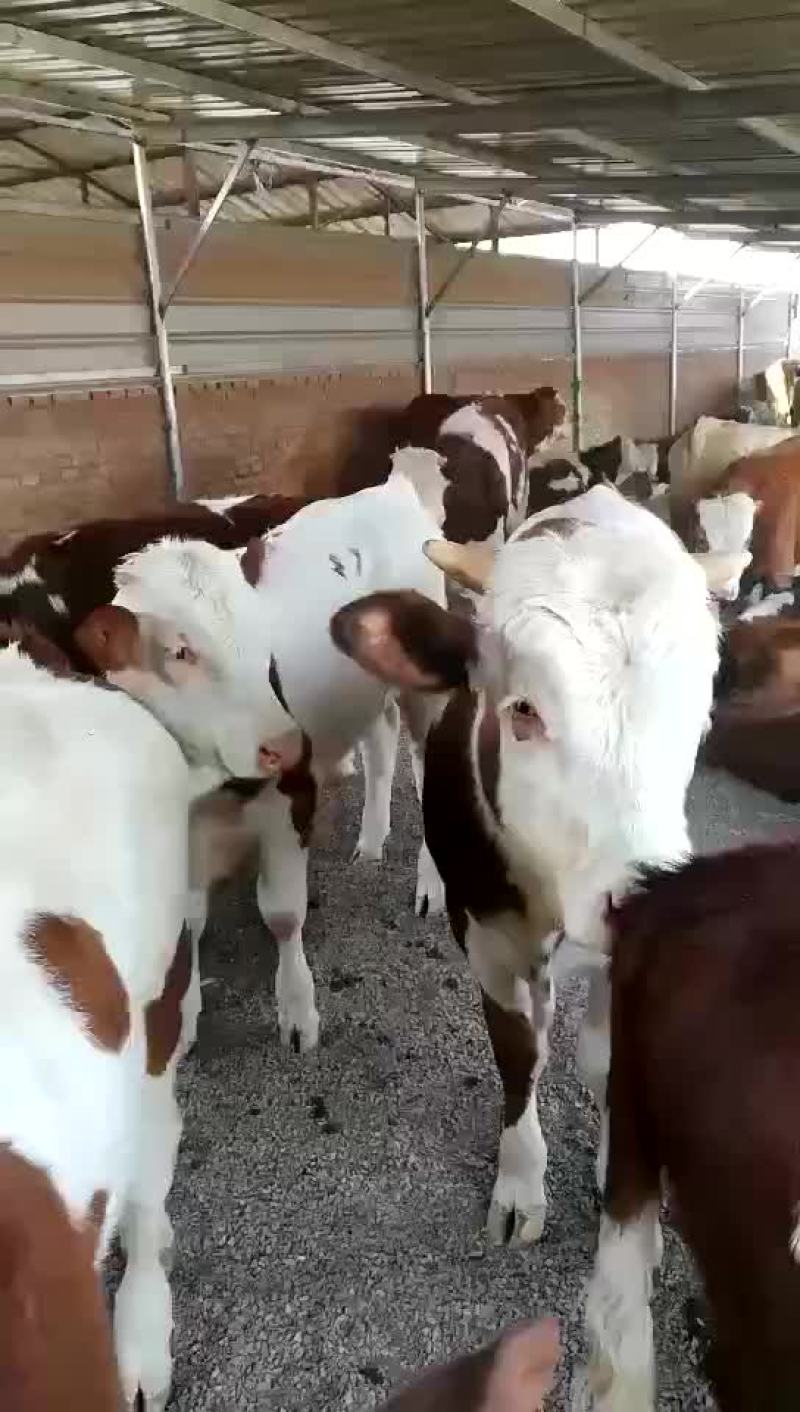 利木赞牛犊300~400kg