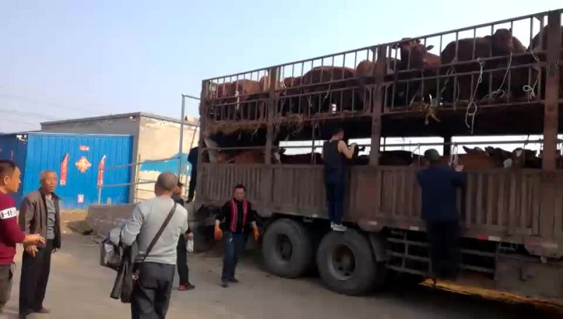 利木赞牛犊300~400kg