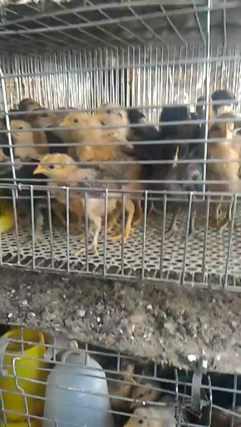 柴鸡苗脱温苗500克以上雌