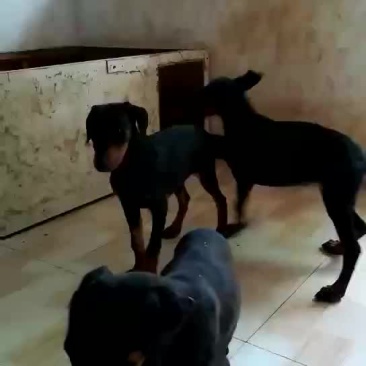 杜宾犬公