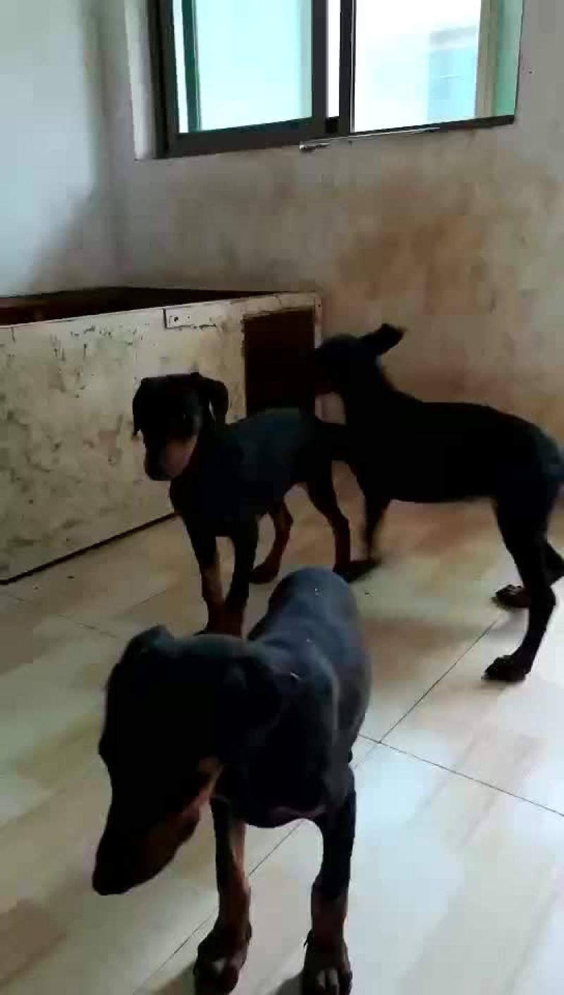 杜宾犬公