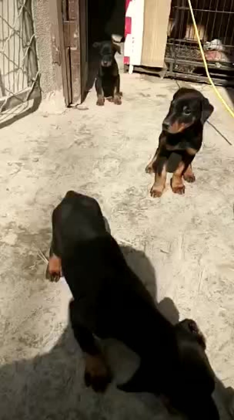 杜宾犬公