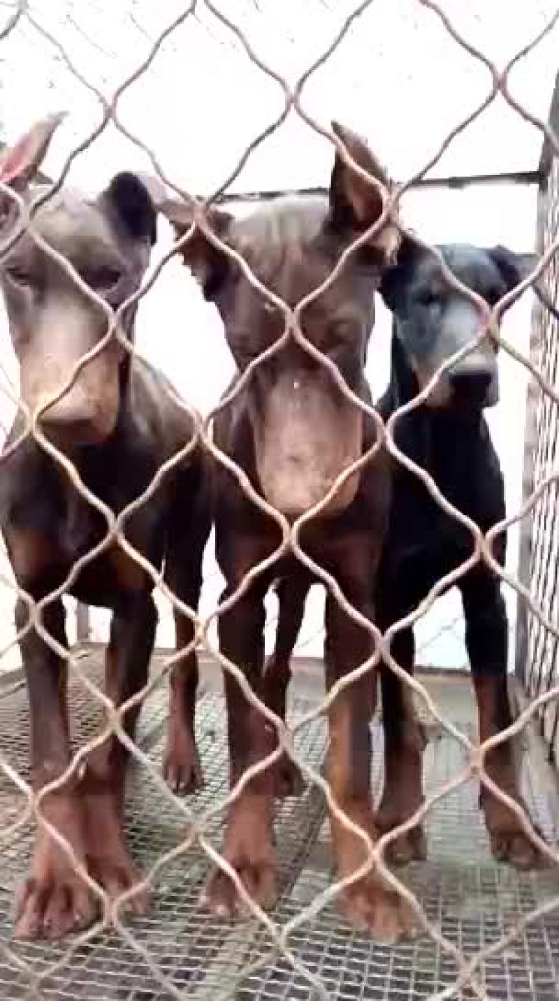 杜宾犬公