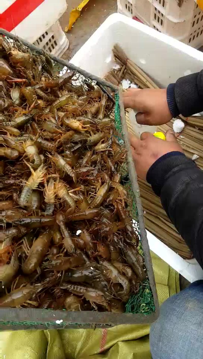 龙虾苗