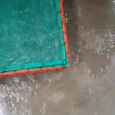龙虾苗