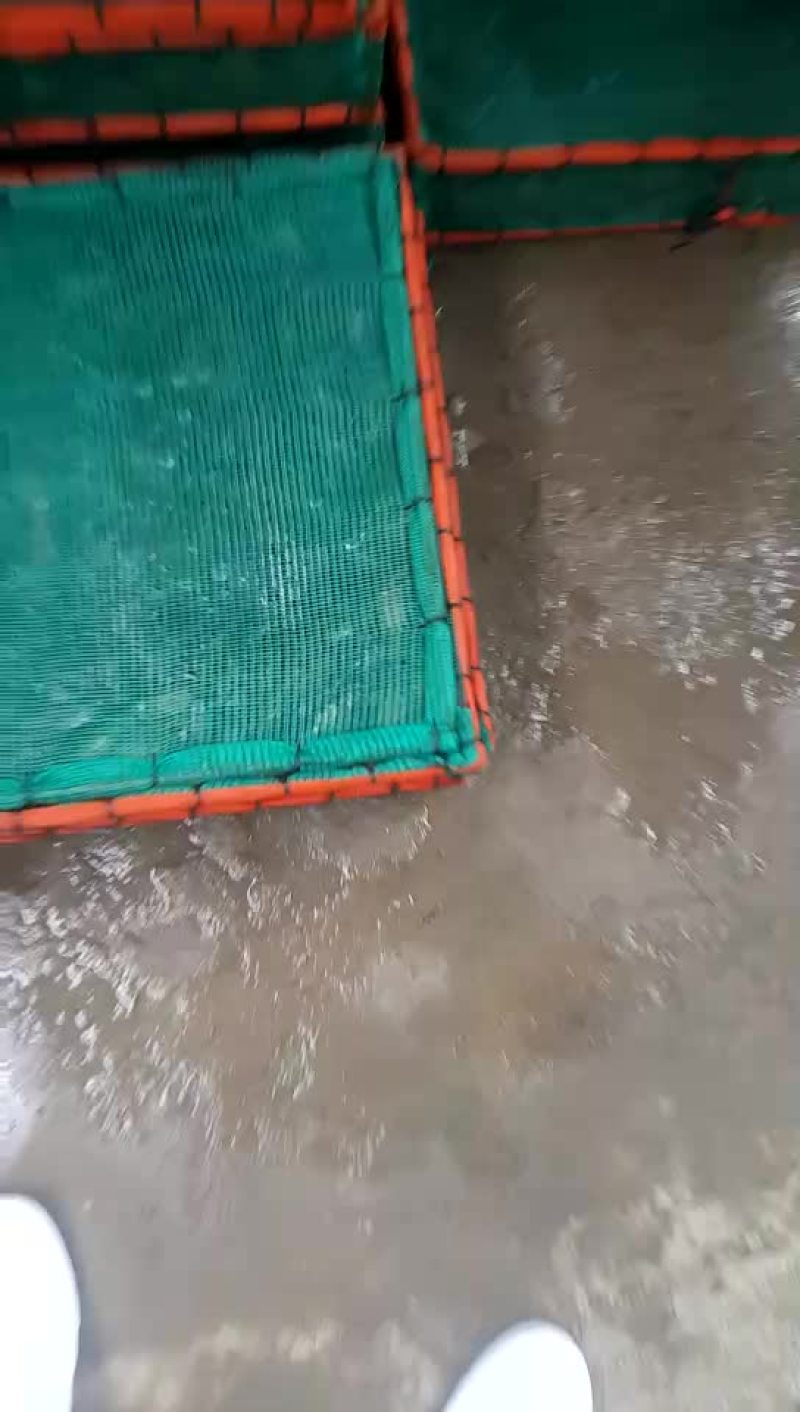 龙虾苗