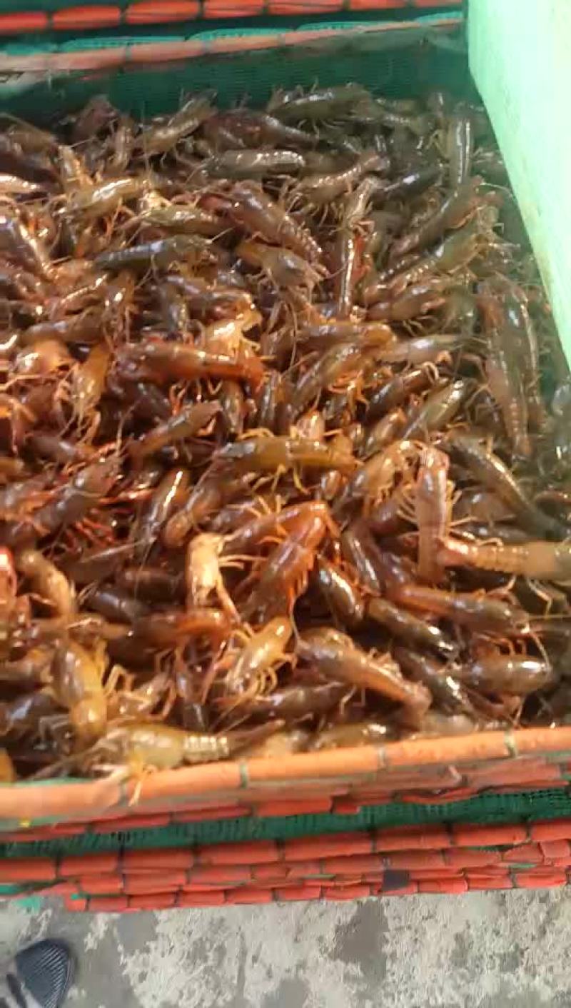 龙虾苗