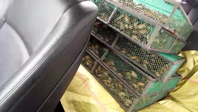 龙虾苗