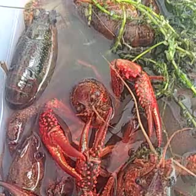 龙虾苗