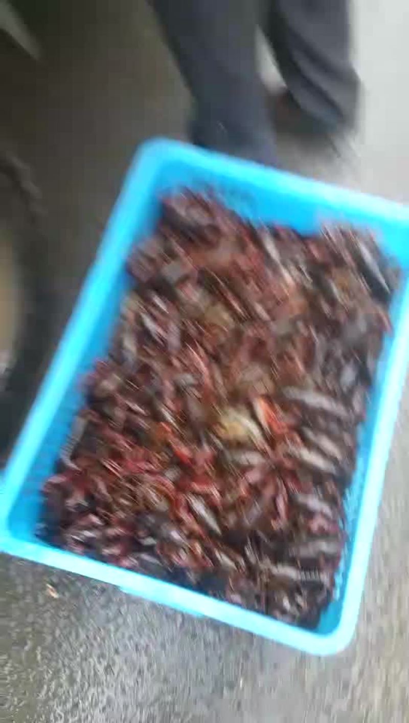 龙虾苗
