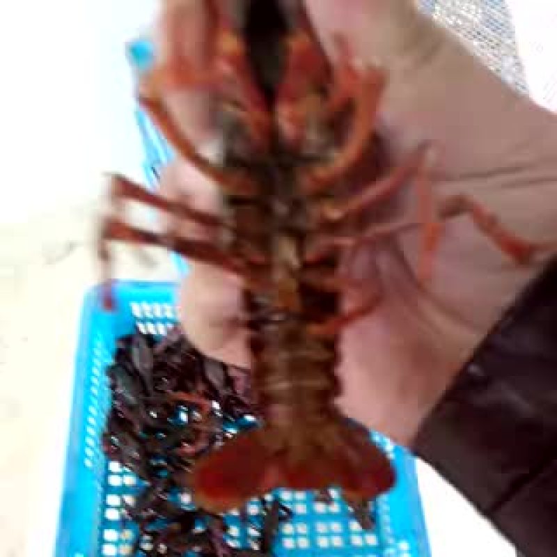 龙虾苗
