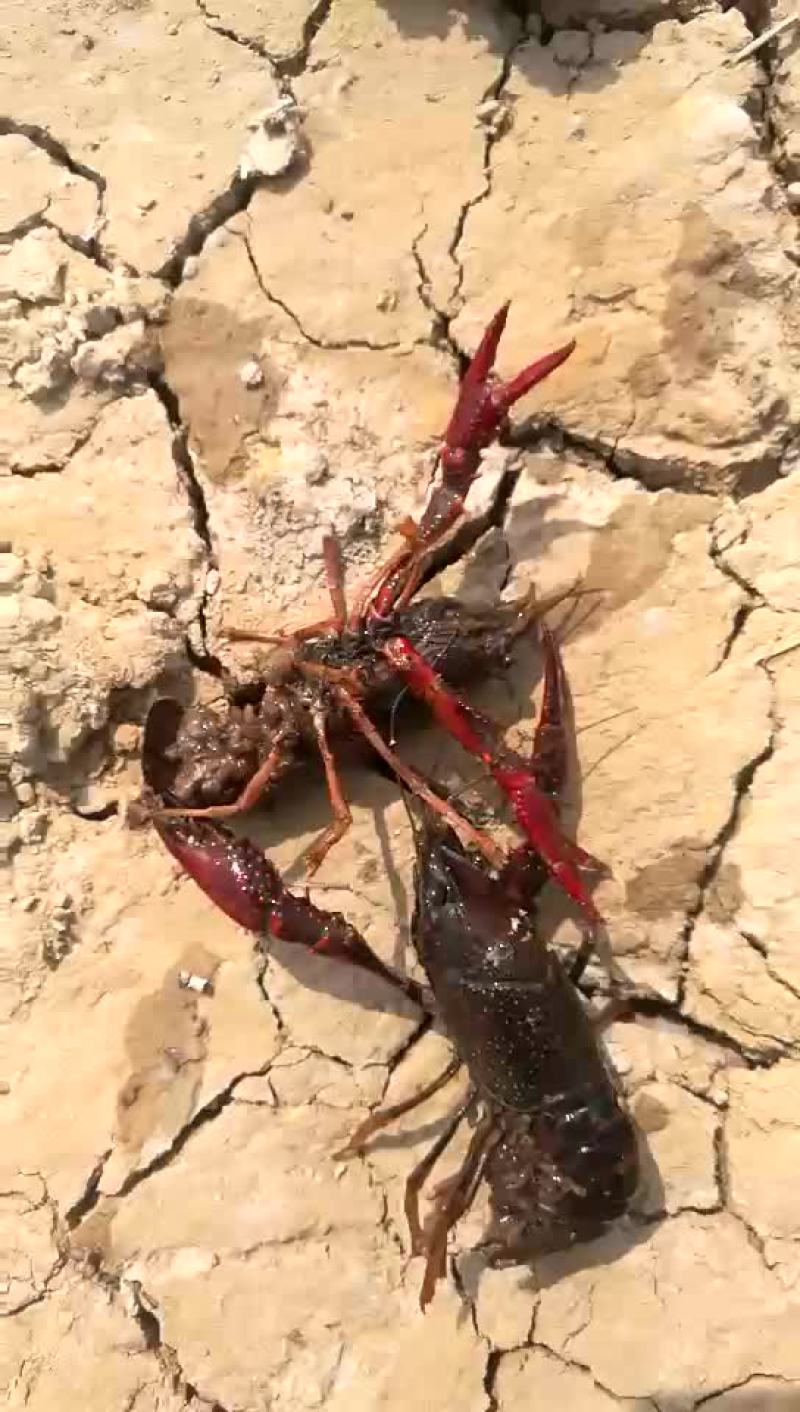 龙虾苗