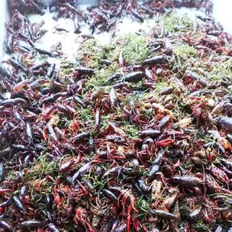 龙虾苗