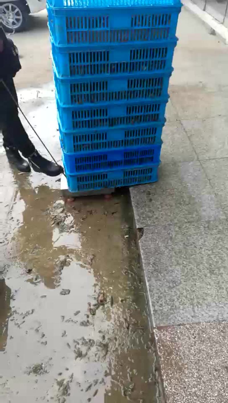 龙虾苗