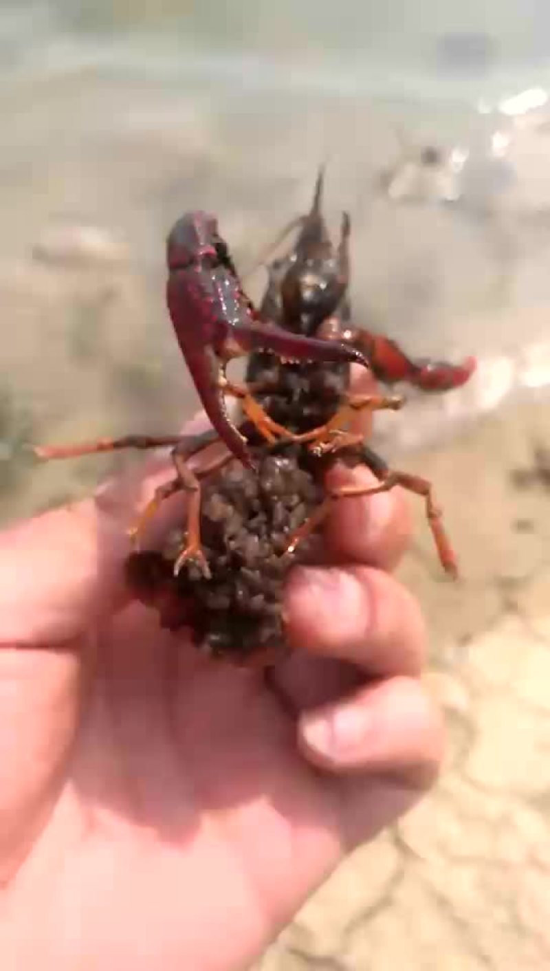 龙虾苗