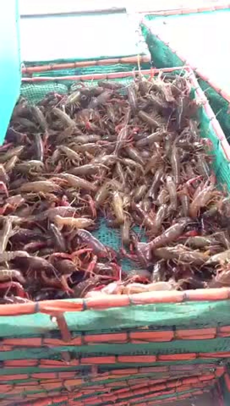 龙虾苗
