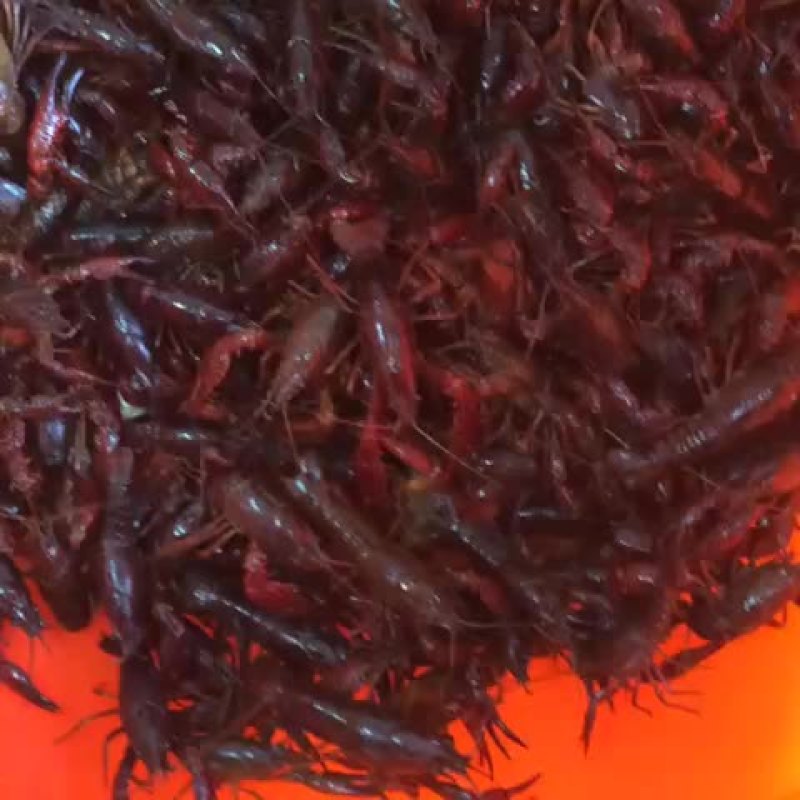 龙虾苗